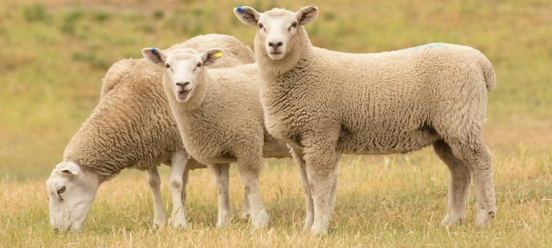 A serene scene of three sheep peacefully grazing in a pasture, harmoniously enjoying their surroundings.