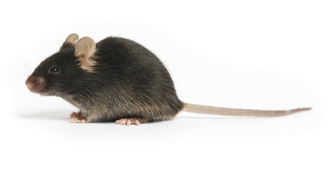 Small, black mouse with long tail on flat white background